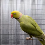 Indian Ringneck Lime Green Yellow Head(Female)