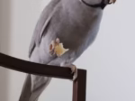 Indian Ringneck Gray(Female) - Image 2