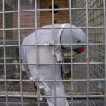 Gray Ringneck Breeding Pair
