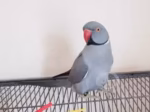 Indian Ringneck Gray(Female)