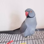 Indian Ringneck Gray(Female)