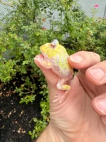 Mutant Pacman Frog #1 (Ceratophrys cranwelli) - Image 4