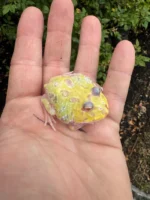 Mutant Pacman Frog #1 (Ceratophrys cranwelli) - Image 2