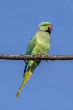 Large Albino Cockatiel - Image 3