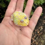 Mutant Pacman Frog #1 (Ceratophrys cranwelli)