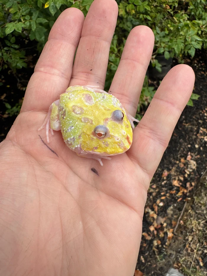 B3F907C5-925C-4D67-AA65-7AD88E274F2D_700x Mutant Pacman Frog #1 (Ceratophrys cranwelli) - Image 1