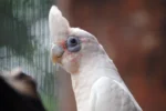 Bare-Eyed Cockatoo - Image 2