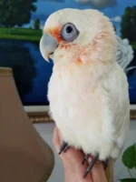 Bare-Eyed Cockatoo - Image 5