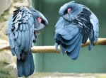 Baudins Black Cockatoo - Image 2