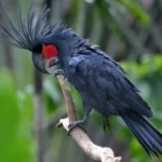 Baudins Black Cockatoo