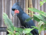 Baudins Black Cockatoo - Image 4