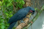 Baudins Black Cockatoo - Image 3