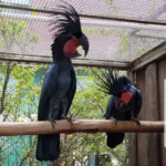 Baudins Black Cockatoo - Image 6