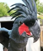 Baudins Black Cockatoo - Image 7