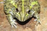Baby Giant Pixie Frogs for sale (Pyxicephalus adsperus