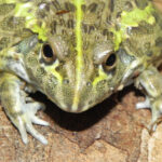 Baby Giant Pixie Frogs for sale (Pyxicephalus adsperus