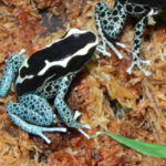 Powder Blue Dart Frogs for sale (Dendrobates tinctorious)