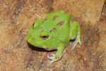 Green Apple Pac Man Frogs for sale (Ceratophrys)