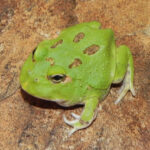 Green Apple Pac Man Frogs for sale (Ceratophrys)