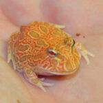 Strawberry Pac Man for Sale (Ceratophrys cranwelli)
