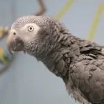 Nala - Image 2