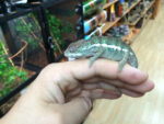 Panther Chameleons for sale ( Pardalis furcife)r - AMBILOBE LOCALE males