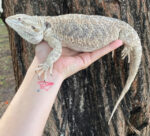 ADULT Bearded Dragon for Sale (Pogona vitticeps)