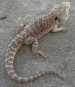 ADULT Bearded Dragon for Sale (Pogona vitticeps) - Image 2