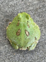 Green Apple Pac Man Frogs for sale (Ceratophrys) - Image 3