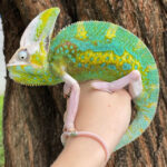 Veiled Chameleon for sale (Chameleo calypratus) - High White Transluscent ADULT MALE, EXACT IN PHOTO!