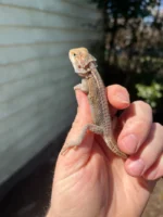 Genetic Striped Pied Translucent Bearded Dragon Baby #1 (Pogona vitticeps) - Image 4