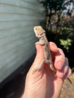 Genetic Striped Pied Translucent Bearded Dragon Baby #1 (Pogona vitticeps) - Image 3