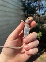 Genetic Striped Pied Translucent Bearded Dragon Baby #1 (Pogona vitticeps) - Image 5
