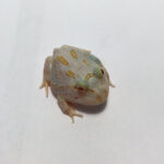 Super Lime Albino Pac Man for Sale (Ceratophrys cranwelli)