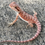 Red Bearded Dragon for Sale (Pogona vitticeps)